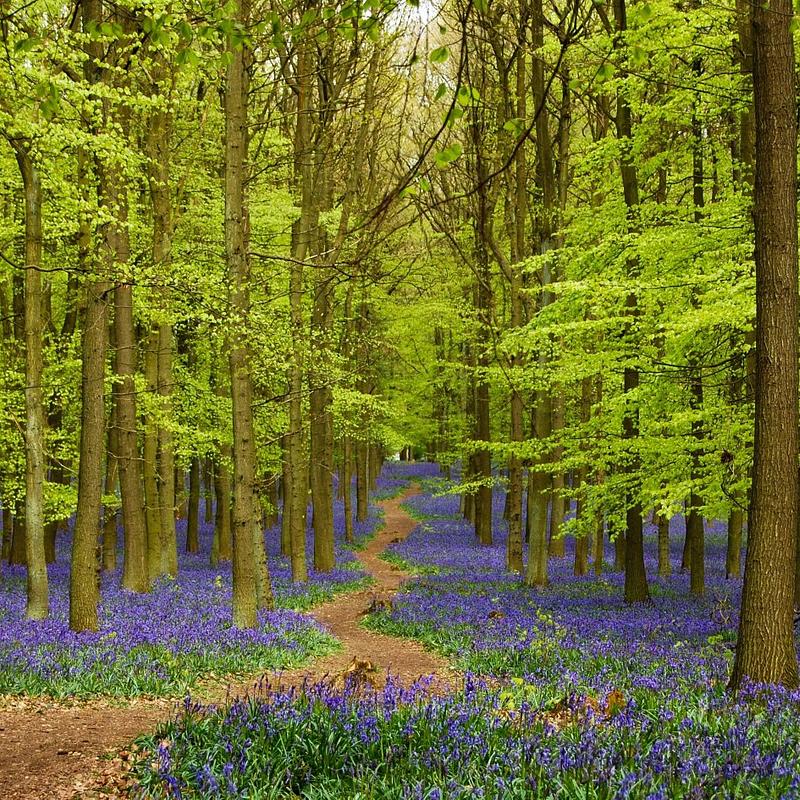 Multimind Project - Final Conference & Resources - Bilingualism Matters